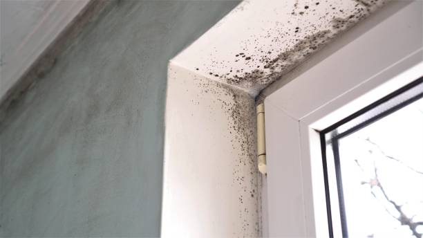 Best Emergency Mold Removal  in Narragansett Pier, RI
