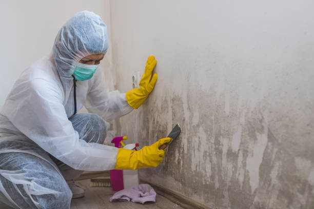 Best Certified Mold Removal  in Narragansett Pier, RI