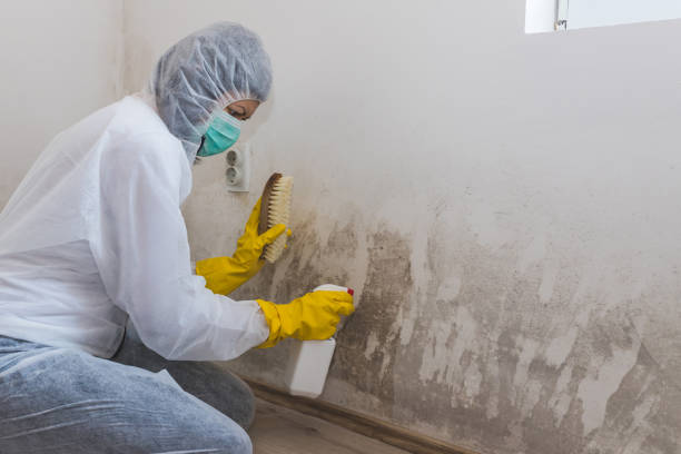 Best Toxic Mold Removal  in Narragansett Pier, RI