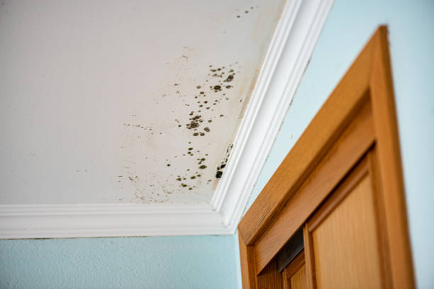 Best Professional Mold Removal  in Narragansett Pier, RI