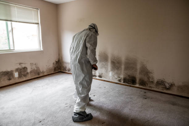 Best Commercial Mold Removal  in Narragansett Pier, RI