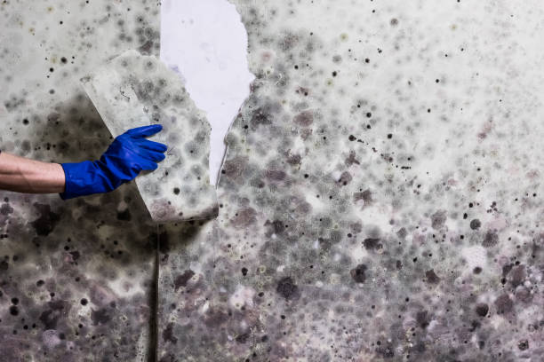 Best Mold Cleaning Services  in Narragansett Pier, RI